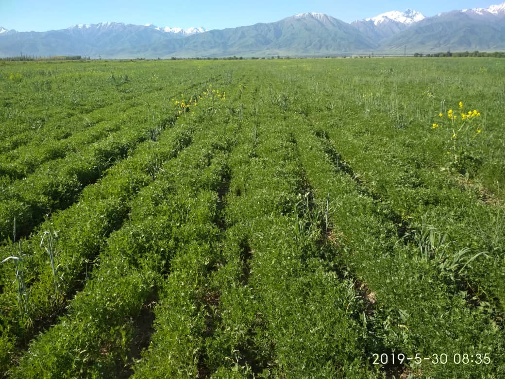Выращивание чечевицы в Кыргызстане